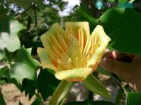 Ảnh Bí mật bị bỏ quên ở trong cây hoa tulip