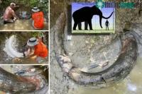 Ảnh Tìm thấy ngà voi ma mút khổng lồ ở Mississippi