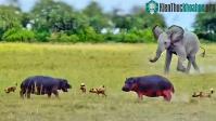 Ảnh "Chiến thần" voi rừng giải cứu hà mã ngoạn mục khỏi của đàn chó hoang hung dữ