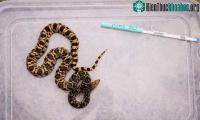 Ảnh Con rắn đầu tiên trên thế giới được sinh ra từ mẫu vật đông lạnh