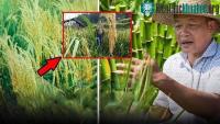 Ảnh Trung Quốc tạo ra kỳ tích trong lĩnh vực nuôi sống nửa thế giới: Dự án “hạt phượng hoàng” kéo dài tới 40 năm