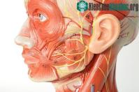 Ảnh Đâu được xem là "cơ bắp" nhanh nhất trong cơ thể? Dám chắc 99% mọi người đều trả lời sai!