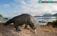 Ảnh Rồng Komodo: Những cuộc chạm trán đầy nguy hiểm với "vua thằn lằn"