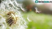 Ảnh Hạt giống đầu tiên trên thế giới đến từ đâu?