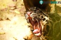 Ảnh Loài động vật tuyệt tích 40 năm bỗng "tái xuất": Thay vì vui mừng các nhà khoa học lại thấy sợ hãi!