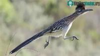 Ảnh Loài gà đặc biệt có thể cả đời không phải uống nước mà vẫn sống khỏe