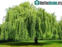 Ảnh Tại sao mộ tặc hễ nhìn thấy cây liễu liền quay đầu bỏ đi?