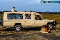 Ảnh Vì sao sư tử không tấn công người trong xe safari?