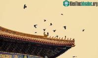 Ảnh Tại sao Tử Cấm Thành 6 năm không bóng người nhưng lại vẫn có đàn quạ “mò đến” mỗi ngày?