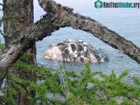 Ảnh Hồ Baikal là hồ nước ngọt, cách đại dương hơn 2000km, vì sao lại xuất hiện sinh vật biển?