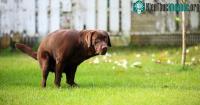 Ảnh Vì sao chó thường nhìn chằm chằm vào chúng ta trong lúc đi vệ sinh?