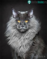 Ảnh Vì sao mèo Maine Coon rất đẹp, nhưng lại rất ít người nuôi?