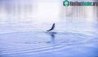 Ảnh Khi cá bất ngờ nhảy lên khỏi mặt nước, tại sao không nên vung cần câu?