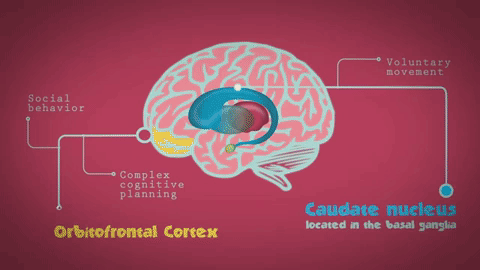 Ảnh Tìm hiểu về hội chứng OCD - Rối loạn ám ảnh cưỡng chế
