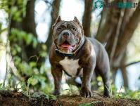 Ảnh Từng mệnh danh là "chó bảo mẫu", tại sao chó pitbull ngày càng hung bạo?