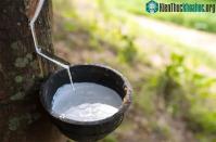 Ảnh Tại sao lốp xe lại có màu đen, dù cao su màu trắng?