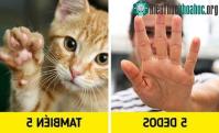 Ảnh Vì sao bàn tay chúng ta có 5 ngón chứ không phải là 4 hay 6 ngón?