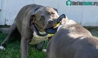 Ảnh Vì sao vết cắn của chó Pitbull lại đáng sợ hơn những giống chó khác?