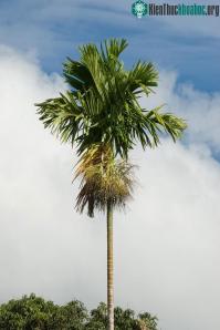 Ảnh Vì sao cây cối gãy đổ ngổn ngang sau bão Yagi, chỉ riêng cây cau lại đứng vững?
