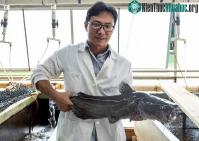 Ảnh Các nhà khoa học tiêm gene cá sấu Trung Quốc vào cá nheo Mỹ để lai tạo "siêu cá"