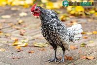 Ảnh Kích cỡ thua cả gà ri Việt Nam, tại sao giống gà bé nhỏ này có giá đắt gấp 10 lần?