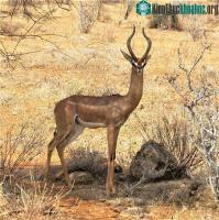 Ảnh Vì sao linh dương Gerenuk cả đời không cần uồng nước vẫn sống được?