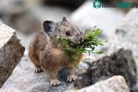 Ảnh Vì sao lại có tận 1,2 tỷ con thỏ pika sinh sống trên cao nguyên cao nhất thế giới?