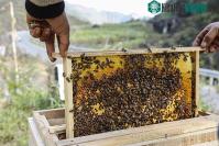 Ảnh Tại sao ong lại liên quan đến sự tồn vong của loài người?