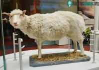Ảnh Sau cừu Dolly, vì sao vẫn chưa nhân bản con người?