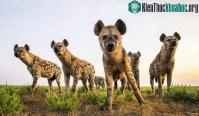 Ảnh Vì sao không có bất kỳ loài săn mồi nào ăn thịt linh cẩu đốm?