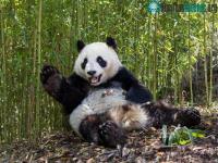 Ảnh Gấu trúc khổng lồ có vẻ ngoài rất dễ thương, vì sao người xưa không thuần hóa làm thú cưng?