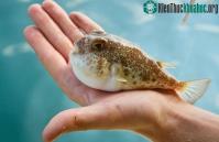 Ảnh Cá nóc phồng người lên như thế nào và vì sao chúng lại làm như vậy?