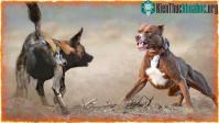 Ảnh 20 con chó pitbull có thể sống sót trong một tuần khi được đưa vào thảo nguyên châu Phi?