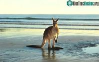 Ảnh Tại sao Kangaroo nhảy liên tục mà không cảm thấy mệt?