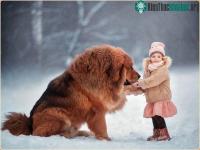 Ảnh Vì sao chó ngao Tây Tạng không sợ gió to, tuyết rơi và sống thoải mái ở âm 40 độ C?
