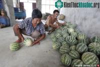 Ảnh Dưa hấu Trung Quốc nảy như bóng cao su khi ném