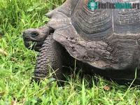 Ảnh 10 loài mới phát hiện ấn tượng nhất năm 2016