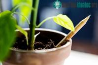 Ảnh Chuyện lạ có một không hai: Trồng cây bằng bút chì
