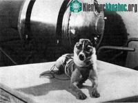 Ảnh Bí mật của chú chó đầu tiên bay vào vũ trụ