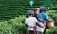 Ảnh Ngược dòng lịch sử tìm hiểu về nguồn gốc của trà