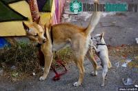 Ảnh Giải mã hành vi ngửi mông đồng loại kỳ quặc ở loài chó