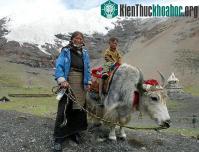 Ảnh Người Tây Tạng sống được trên núi cao nhờ "họ hàng” tuyệt chủng