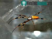 Ảnh Khám phá bí ẩn tơ nhện