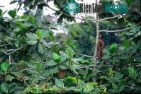 Ảnh Vì sao cây không "vươn được tới thiên đàng"?