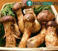 Ảnh Tìm hiểu về các loại nấm kỳ lạ trong ẩm thực Nhật Bản (1)