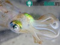 Ảnh Mắt người và mắt mực có quá trình tiến hóa giống nhau