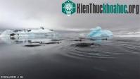 Ảnh Giải mã âm thanh bí ẩn “cạc, cạc” ngoài đại dương
