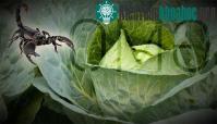 Ảnh Những thí nghiệm biến đổi gene điên rồ nhất trong lịch sử