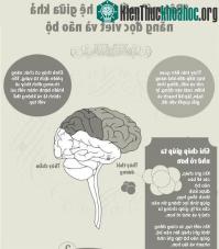 Ảnh Mối liên hệ giữa khả năng đọc viết và não bộ