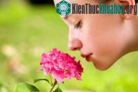 Ảnh Mũi người ngửi được 1.000 tỷ mùi khác nhau